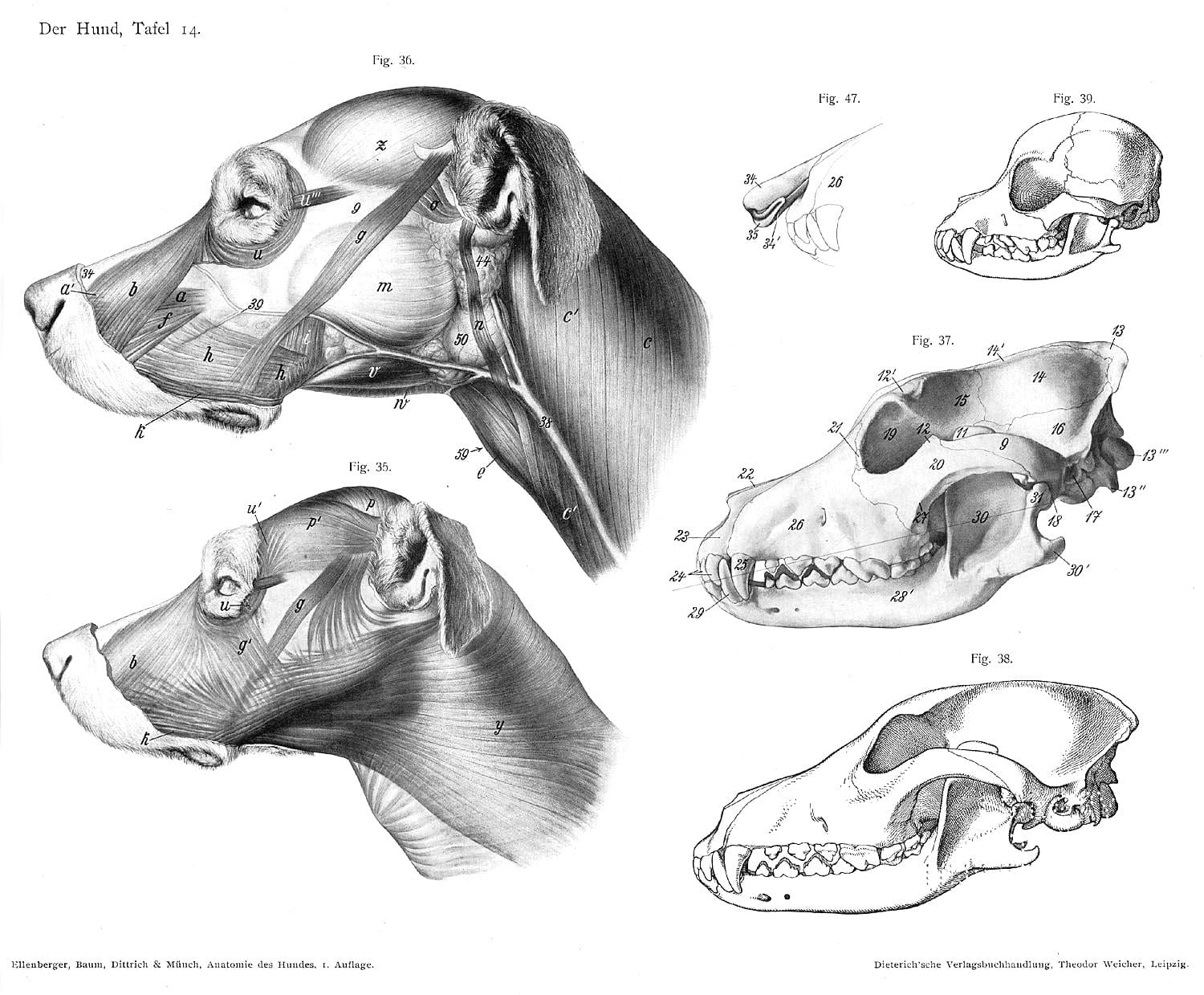 dog anatomy sketch