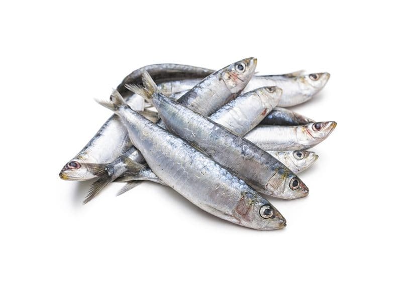 sardines