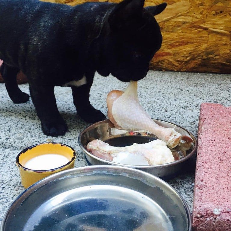 Feeding Puppies Raw Puppy Raw Feeding Guide Dog Raw Diet Guides