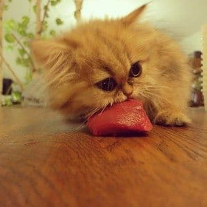 meowlifestyle