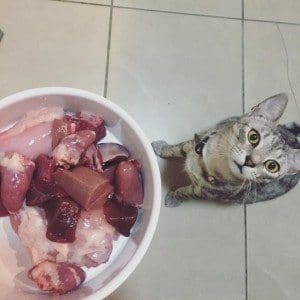 rawfeedingcats