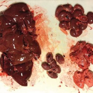 rawrabbitorgans