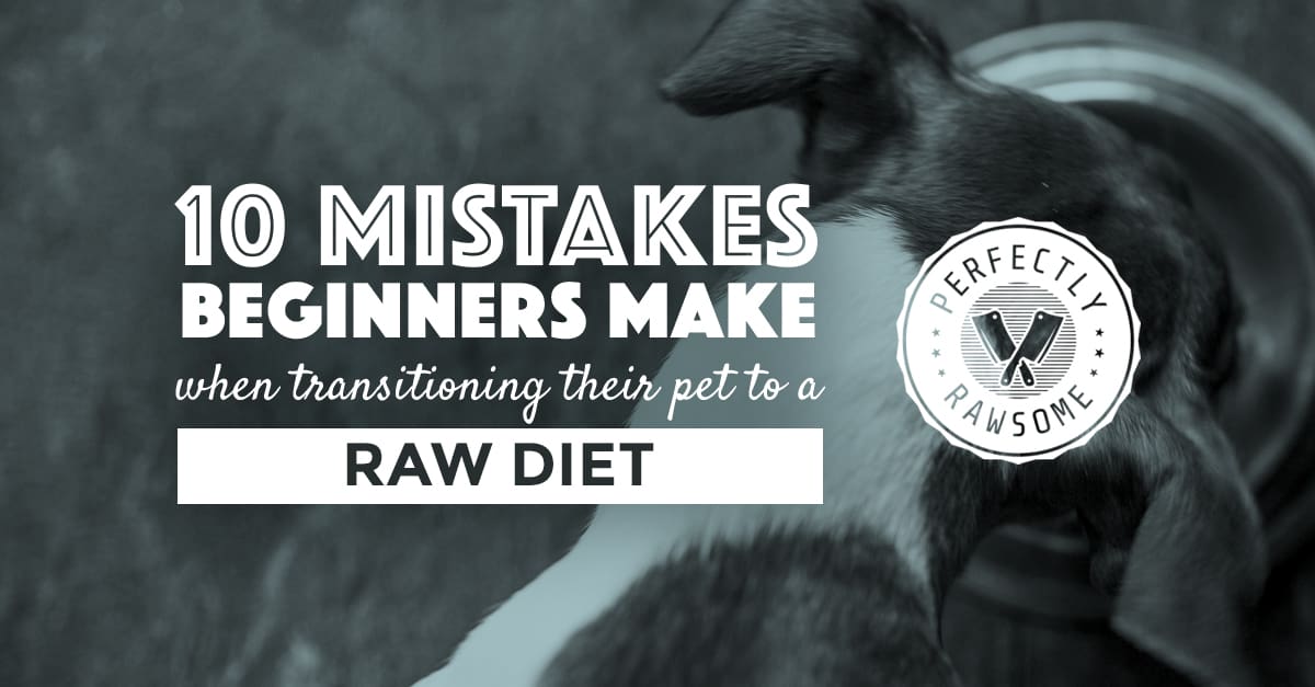 Transition to raw diet hotsell for dogs