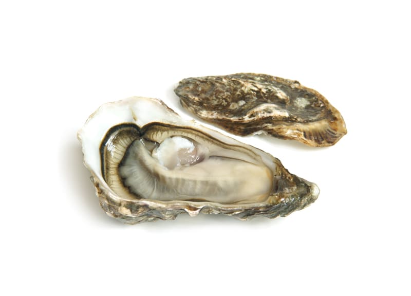 oysters