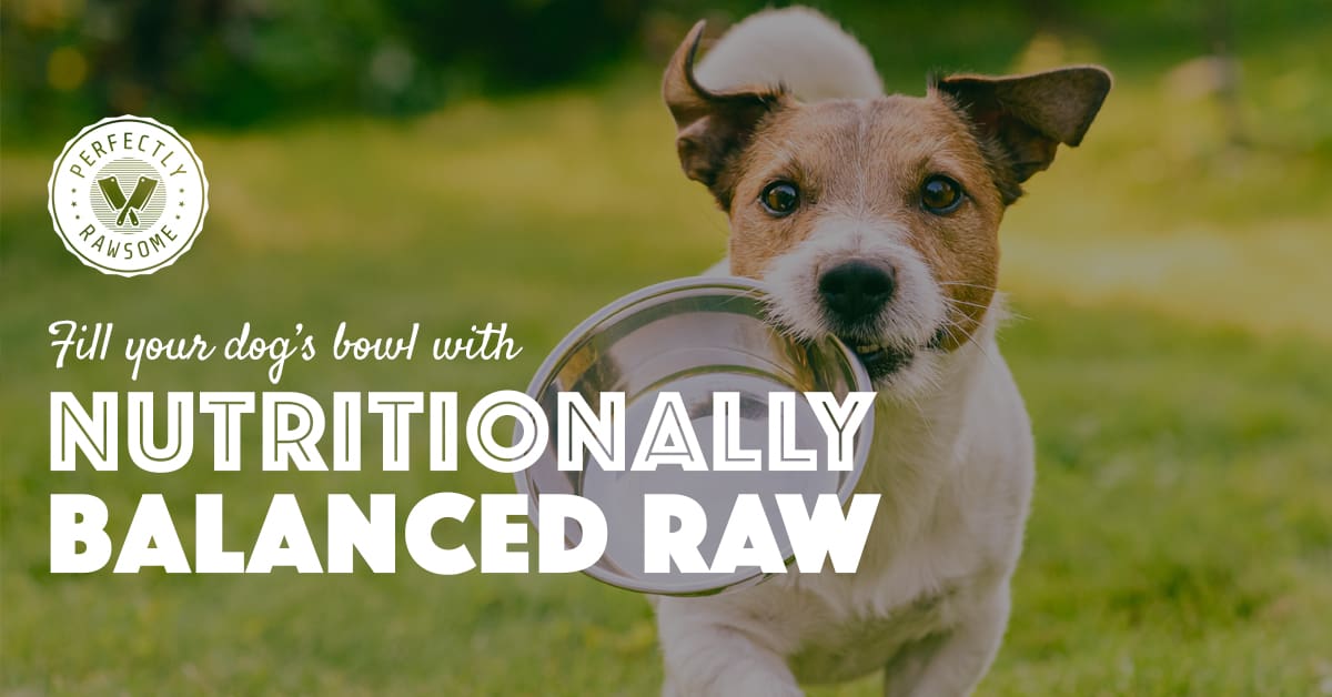 puppy raw diet plan