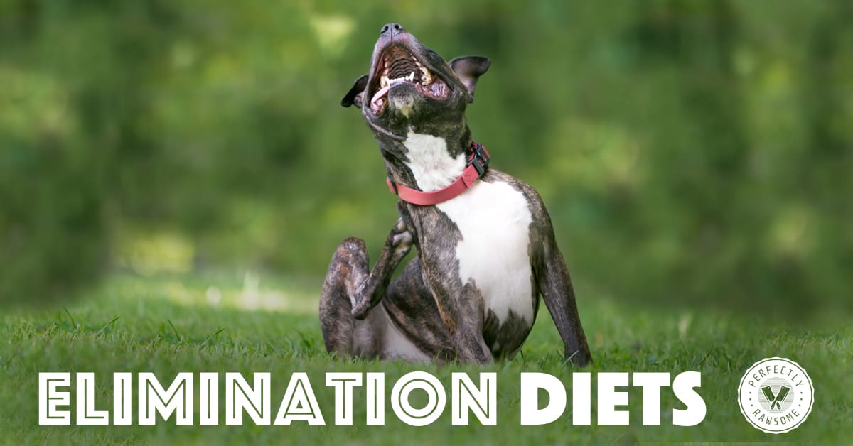 Dog food hotsell allergy elimination diet