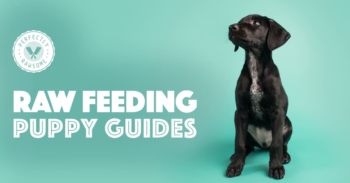 Raw Feeding Puppy Guides Puppy Nutritional Requirements Raw Diet