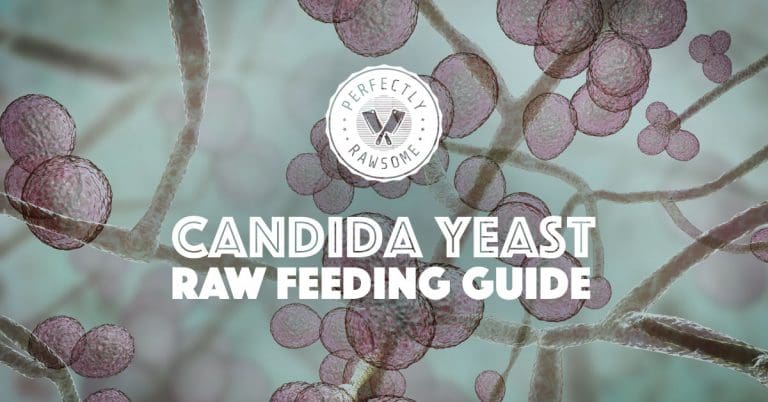 Candida Yeast Overgrowth Raw Feeding Guideline