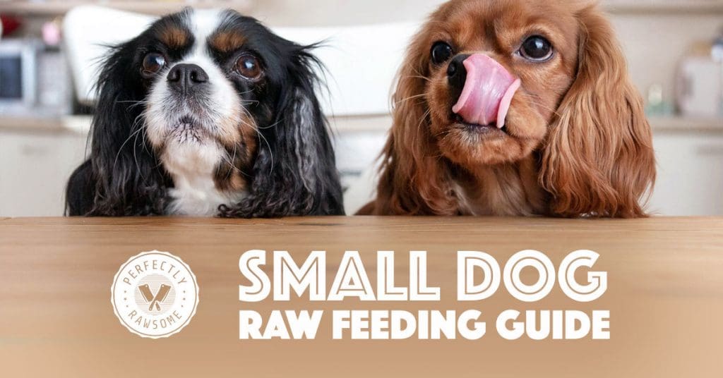 small dog raw feeding guide