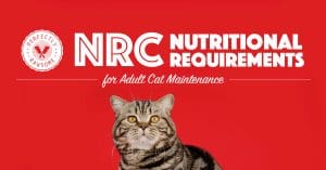 nutritional requirements for adult cat maintenance