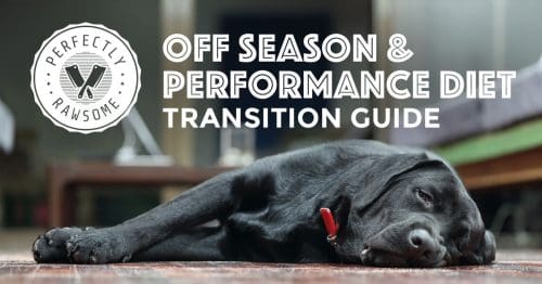 Off Season & Performance Diet Transition Guide for Dogs
