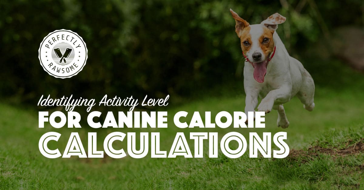 Identifying Activity Level for Canine Calorie Calculations